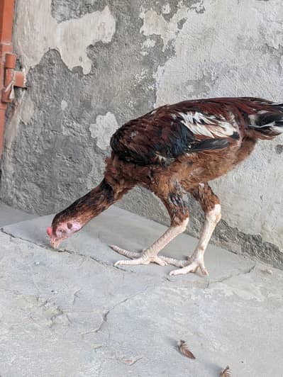 pure Sindhi murga
