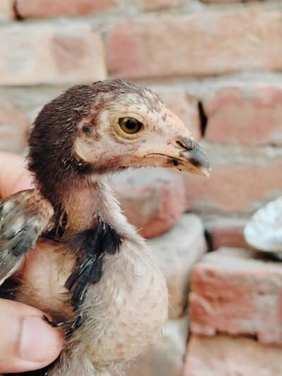 Pure Aseel mianwali chicks /Aseel Chicks for sale