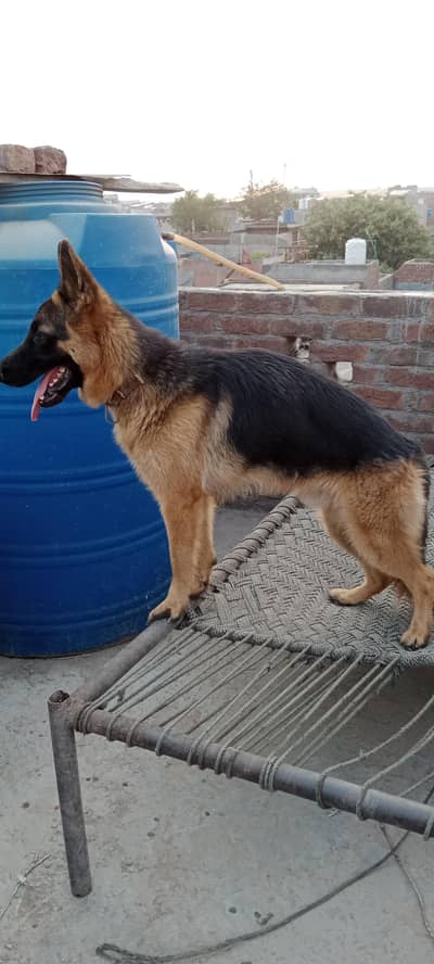 German shepherd dog for sale non pedigree best for security