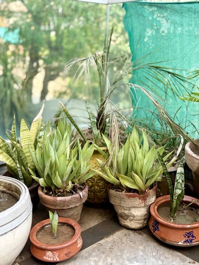  Plant Collection for Sale – Rs. 6,500 (All Plants, pebbles, pots) 