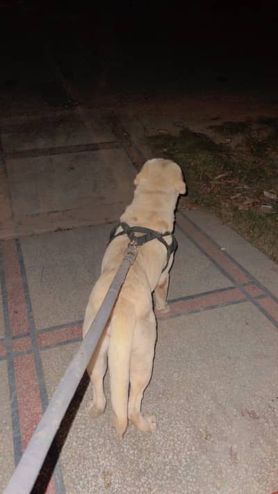 Pure Labrador import from America for Stud
