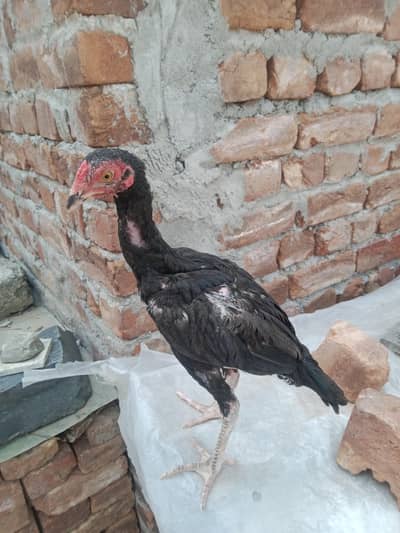 aseel murga