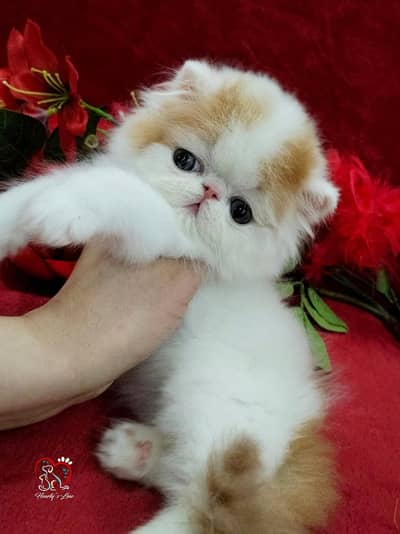 CFA register show quality big eyes male