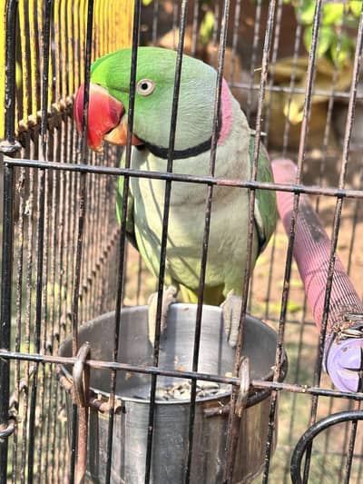Raw Parrot for Sale