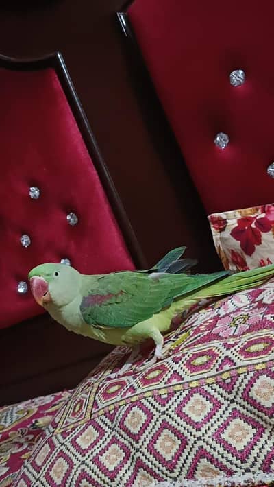 HAND TAME FEMALE BREEDER