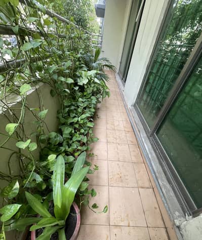 Large Variety Live Potted Plants Collection