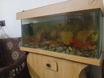 aquarium size 3feet with 3 koi fish and 4 gold fish