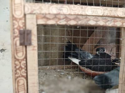 Complete Pigeon Setup for Sale (with cage) (11 pigeons)