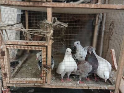 Complete Pigeon Setup for Sale (with cage) (06 pigeons)