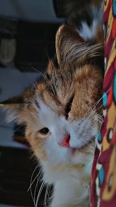 female version cat 3 colour triple coat