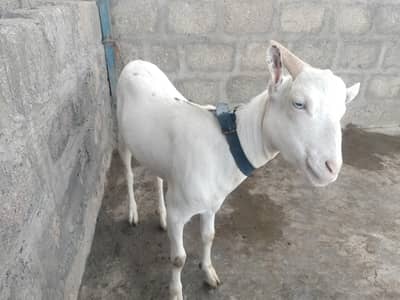 Bakra