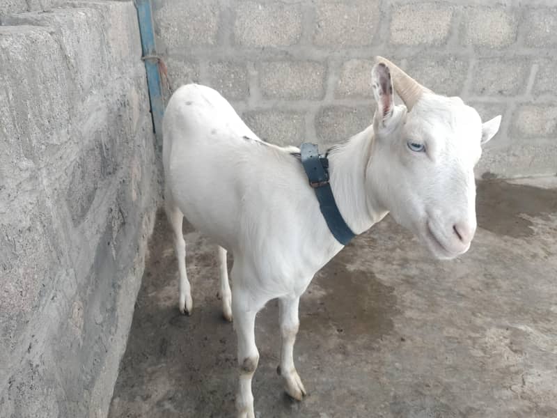 Bakra 0