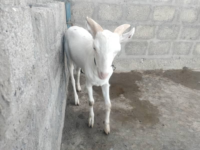 Bakra 1