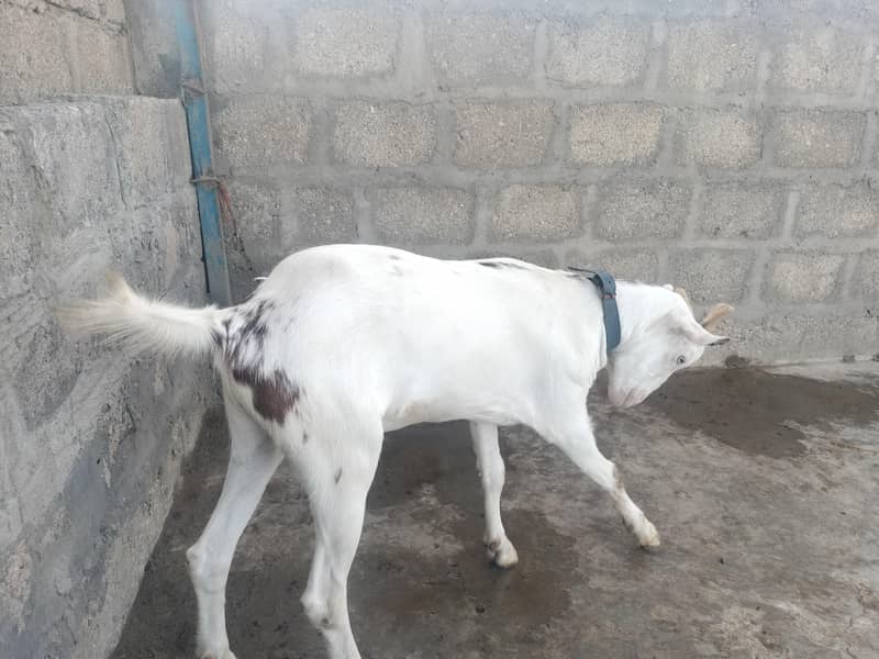 Bakra 2