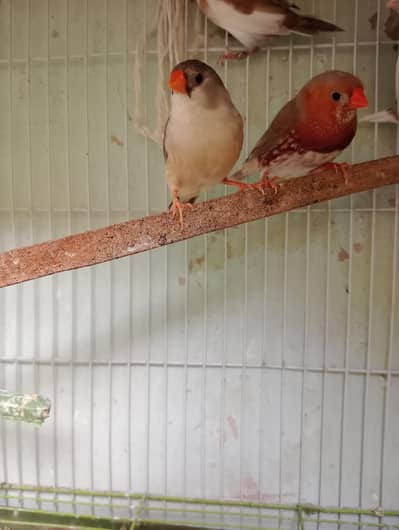 Mutation finches