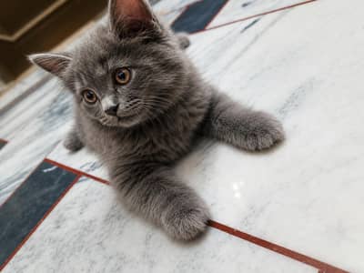 Persian kitten
