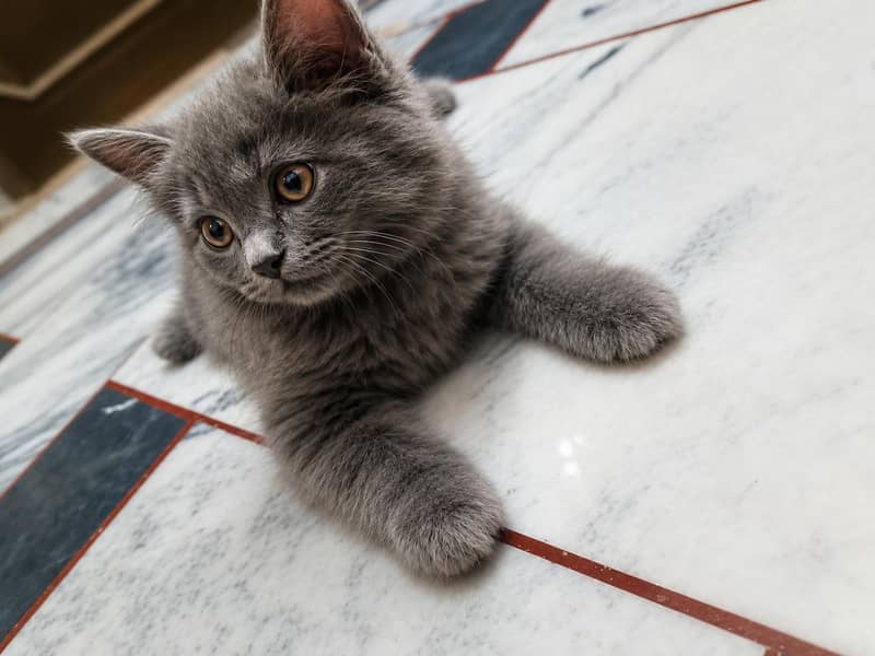 Persian kitten 0