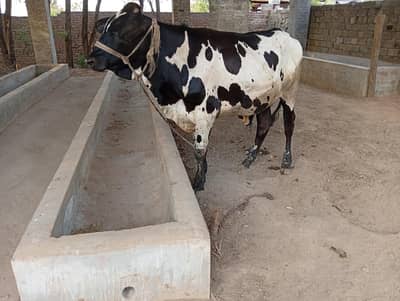 Bull, fattening, breeder meat purpose