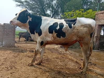 Bull, fattening, breeder meat purpose