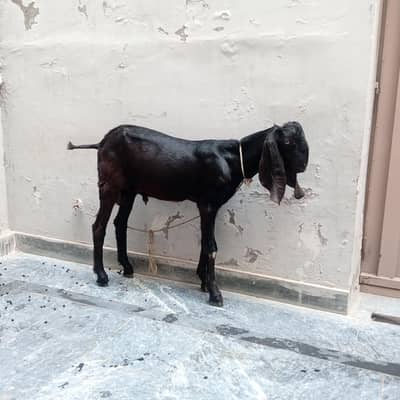 bakra age 5 month akala ha is lia sale karana ha .   koi nukhas nahi h