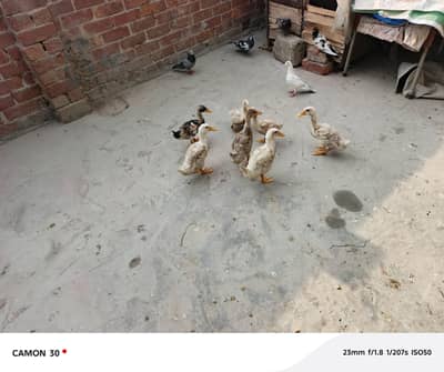 ducks