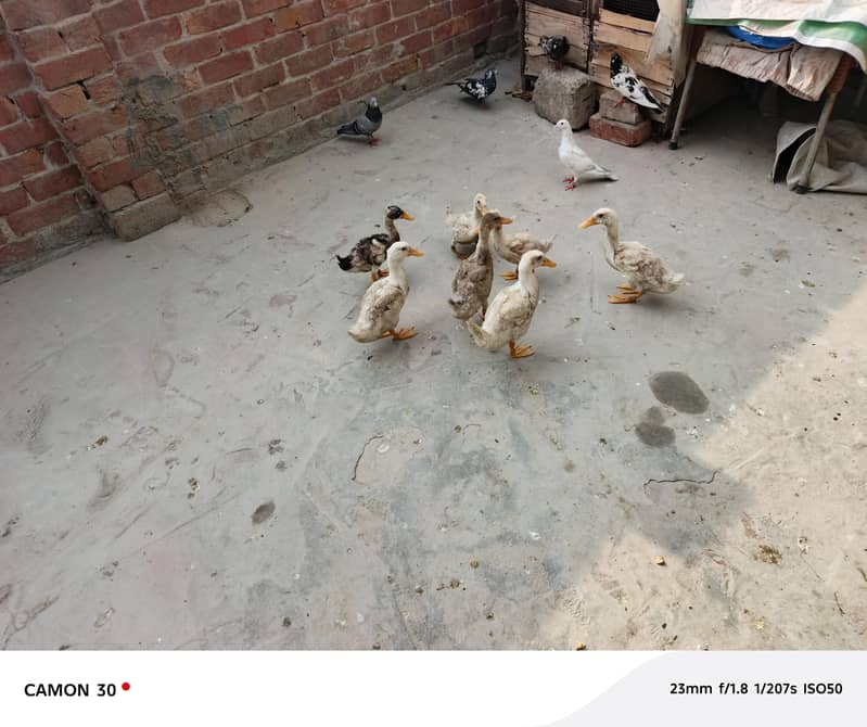 ducks 0