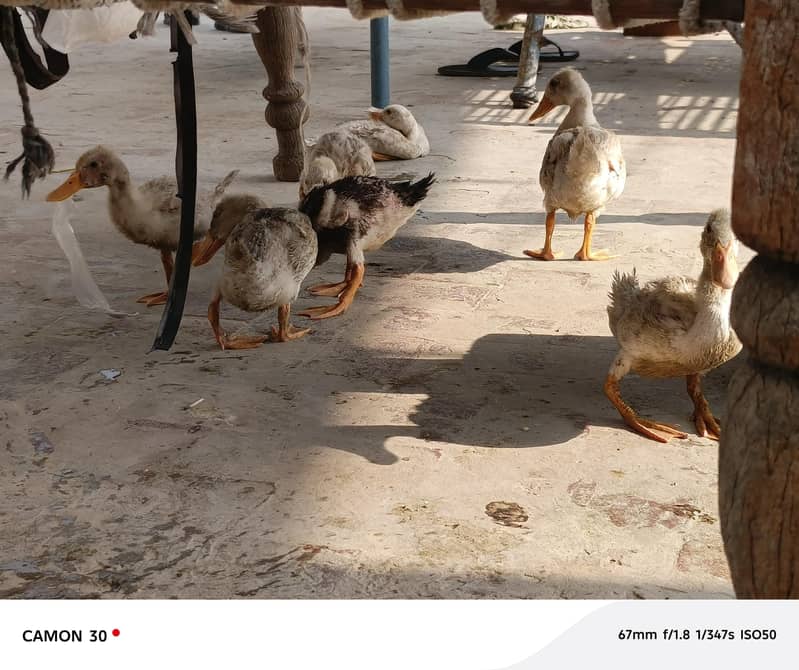 ducks 1