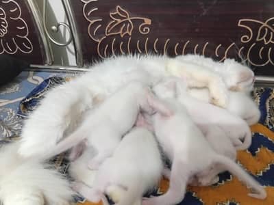 selling white colour arbian cats