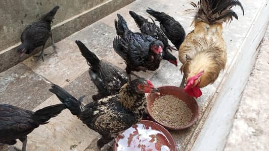 1 Aseel female with 6 chicks Aseel and 1 male desi bread