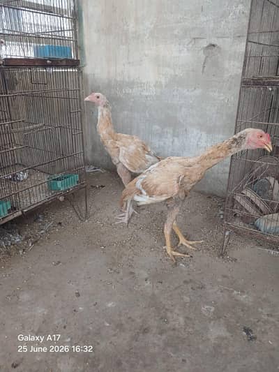 pelay aseel  03135620509