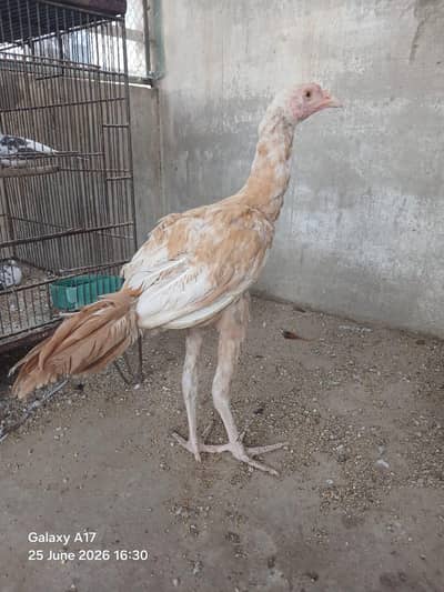 pelay aseel  03135620509
