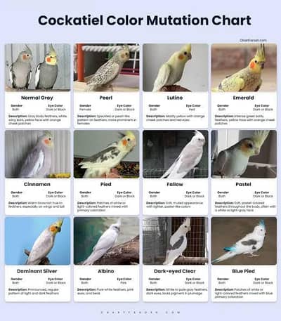 Cocktail/Cockatiel required in Sargodha