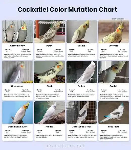 Cocktail/Cockatiel required in Sargodha