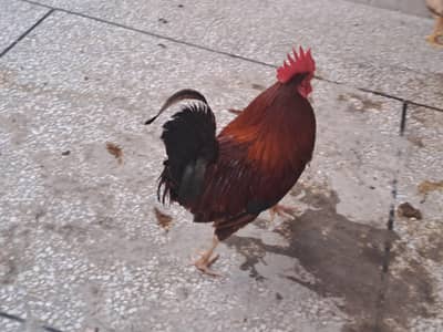 male and female 5 hens 03198077841 or 03351090942 WhatsApp nmbr