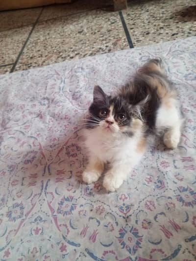 calico kitten