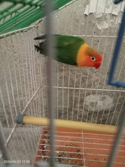 lovebird male for sale