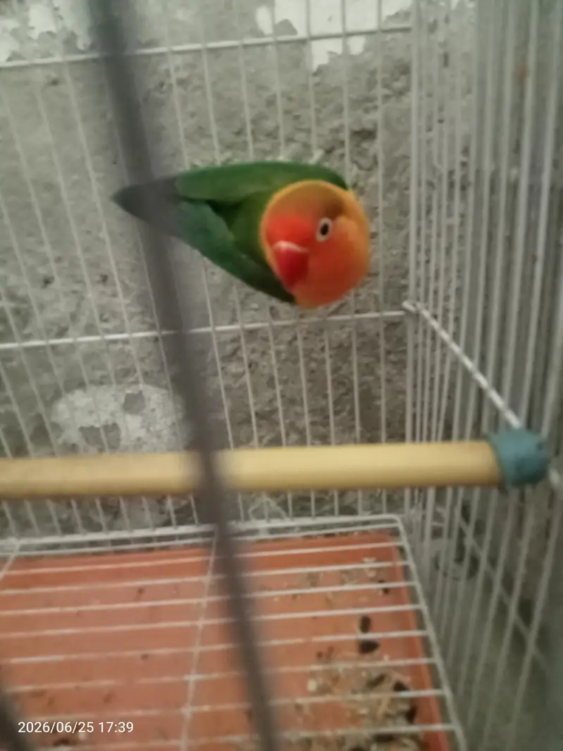 lovebird male for sale — photo 2