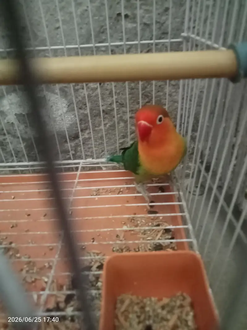 lovebird male for sale — photo 3