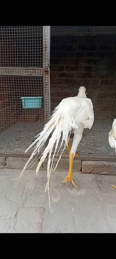 parrot beak long tail aseel phathay top qulity