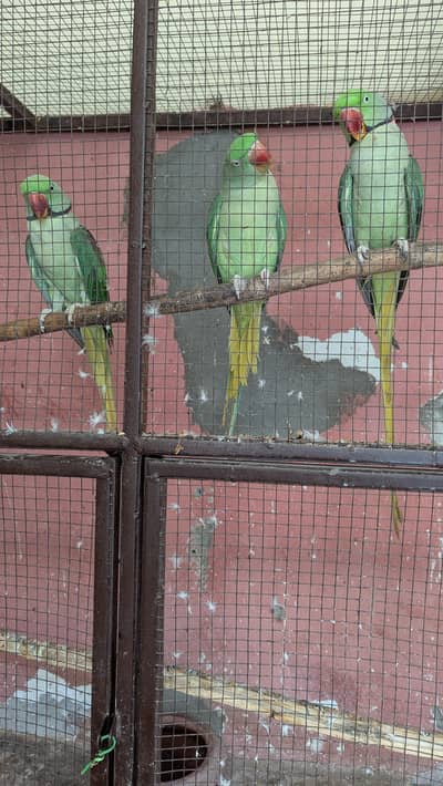 Raw parrots  Exchange African Grey Baby