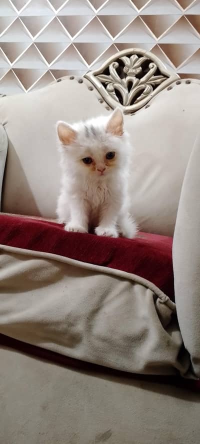 white colour