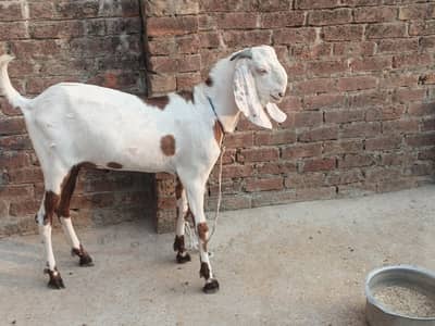 bakra for sale