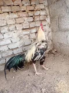 hen java 0