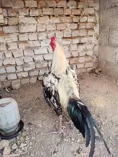 hen java 1