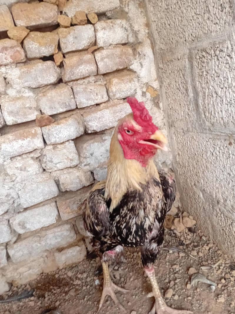 hen java 2