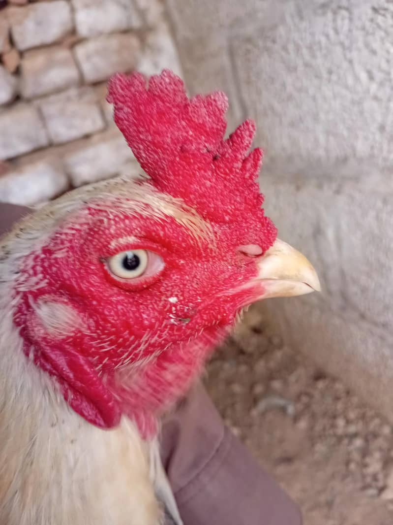 hen java 3
