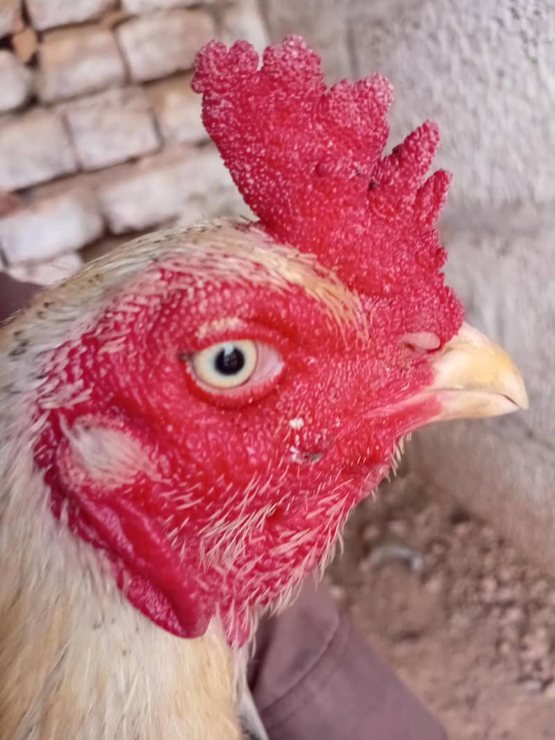 hen java 4