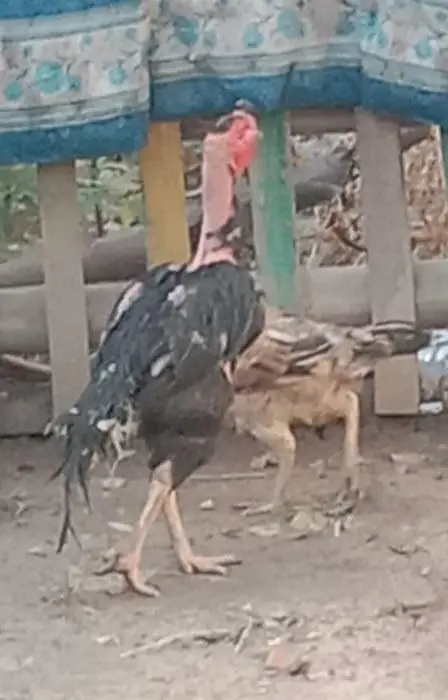 pure vietnem aseel chutki train ha — photo 2