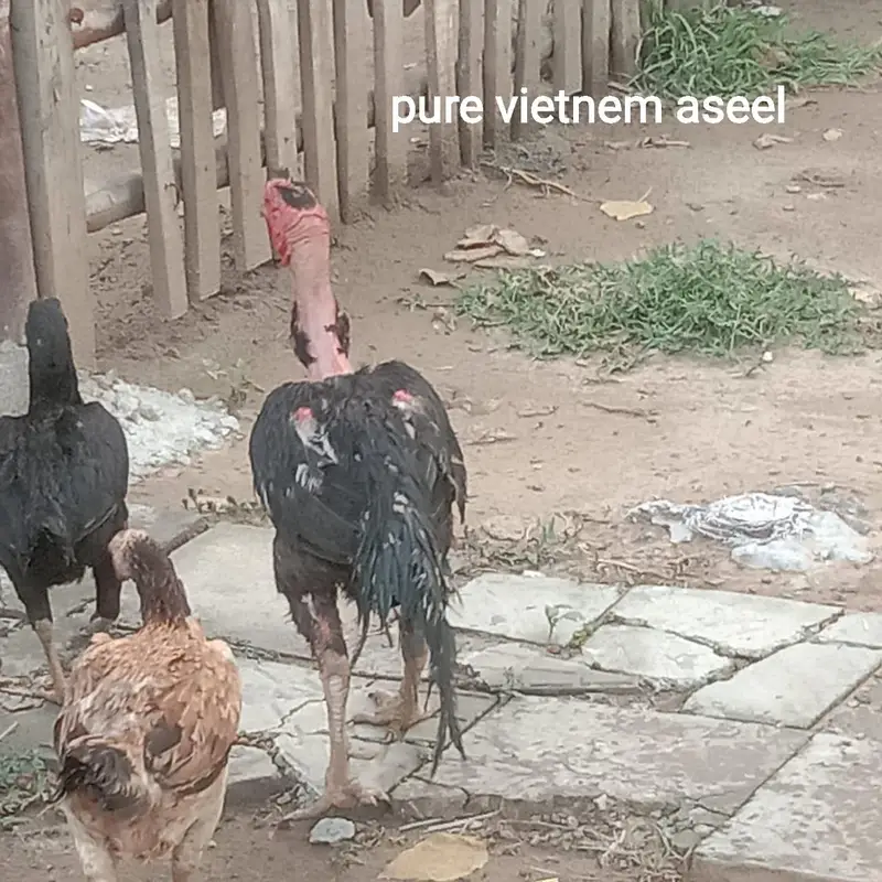 pure vietnem aseel chutki train ha — photo 3