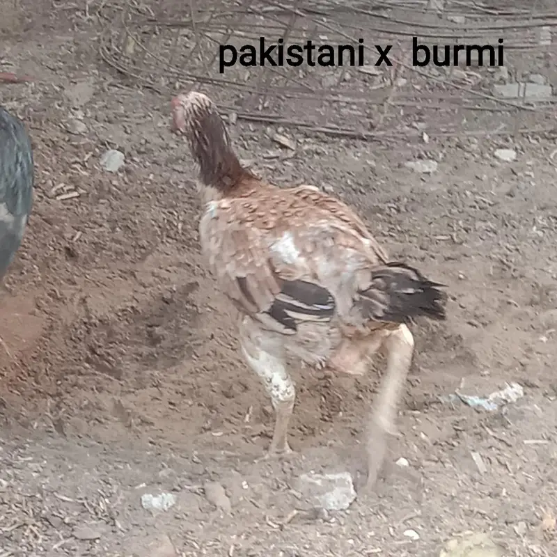 pure vietnem aseel chutki train ha — photo 4